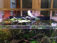 Aquarium and accessories for sale