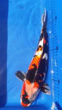 Koi for sale