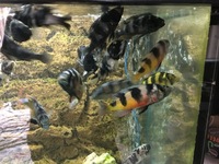 Wild Victorian cichlids for sale