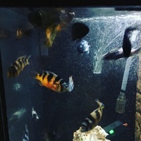 Wild Victorian cichlids for sale