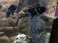 Wild Victorian cichlids for sale