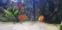 4 large discus