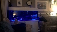 ND 5x2x2 full malawi tank set up£ 300 sold