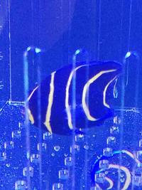 Cortez Angelfish For Sale