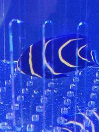 Cortez Angelfish For Sale