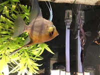 3 large Angelfish £10 each