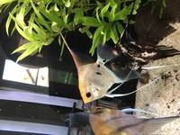 3 large Angelfish £10 each