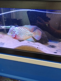 Flowerhorn. Kamfa male