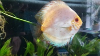 3 Discus for sale