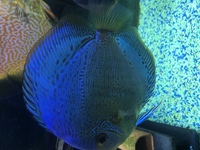 Top quality discus for sale