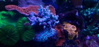 Marine corals