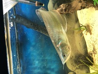 Silver arowana fish