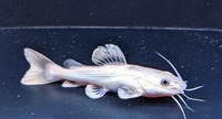 PLATINUM RED TAIL CATFISH ULTRA RARE 