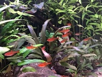 Ember tetras