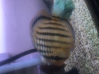 Royal Nhamunda Discus fish - 7/8inch - BEAUTIFUL