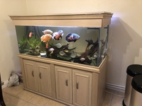 Cichlids and others in 5ft fish tank