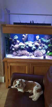 Aqua one Oak complete Marine set up