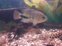 Veija synspilum cichlid 5/6 inch -£15