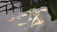 15 Assorted Koi