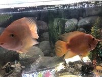 2 x large parrot fish