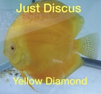 JUST DISCUS BUY 5 GET 1 FREE from ONLY £32 @3-3.5” and thousands of top quality Discus to choose from and the biggest selection in the U.K. Cheapest prices guaranteed.