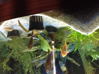 bristlenose plecs adult males £2.50 each