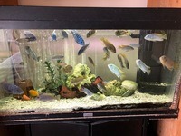 Malawi Cichlids