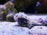 Red sea max 130d 7 year old fully matured marine system with upgrades for sale