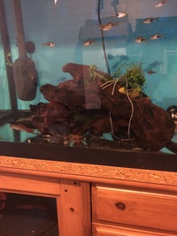 Jewel Fish tank 4ft wide with cabinet & various tropical fish & loads of extras