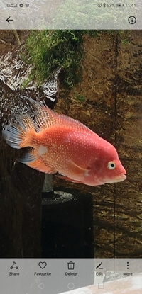 Flowerhorn female, Golden Base fader