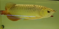 DEFECT AROWANA CLEAR OUT