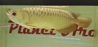 DEFECT AROWANA CLEAR OUT