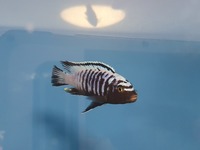 Various mbuna for sale