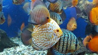 Over 800 discus in stock @ CHESHIRE OAKS DISCUS..from £20. stock on youtube