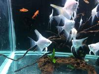 Angelfish Sale