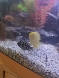 American cichlids SALE