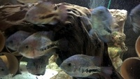 Jack Dempsey and Vieja synspila (Redhead Cichlid).