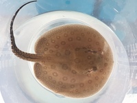 Marble big spot stingray pup