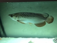 Full golden cross back arowana