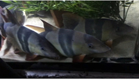 Xxxl clown loaches from7 n 8 10 inch 12 to 13 inches