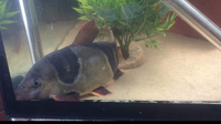 Xxxl clown loaches from7 n 8 10 inch 12 to 13 inches