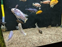 Various mbuna