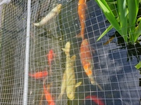 POND FISH - QUICK SALE