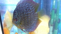 Discus Fish For Sale