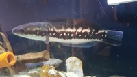 Predator fish for sale