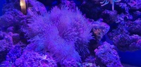 Malu anemone