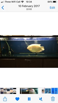 Albino giant gourami