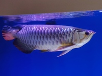 Very large 22inch HB Golden Arowana