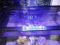 Upgraded Marine Tank Full Set Up For Sale