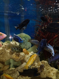 Mixed Malawi Cichlids